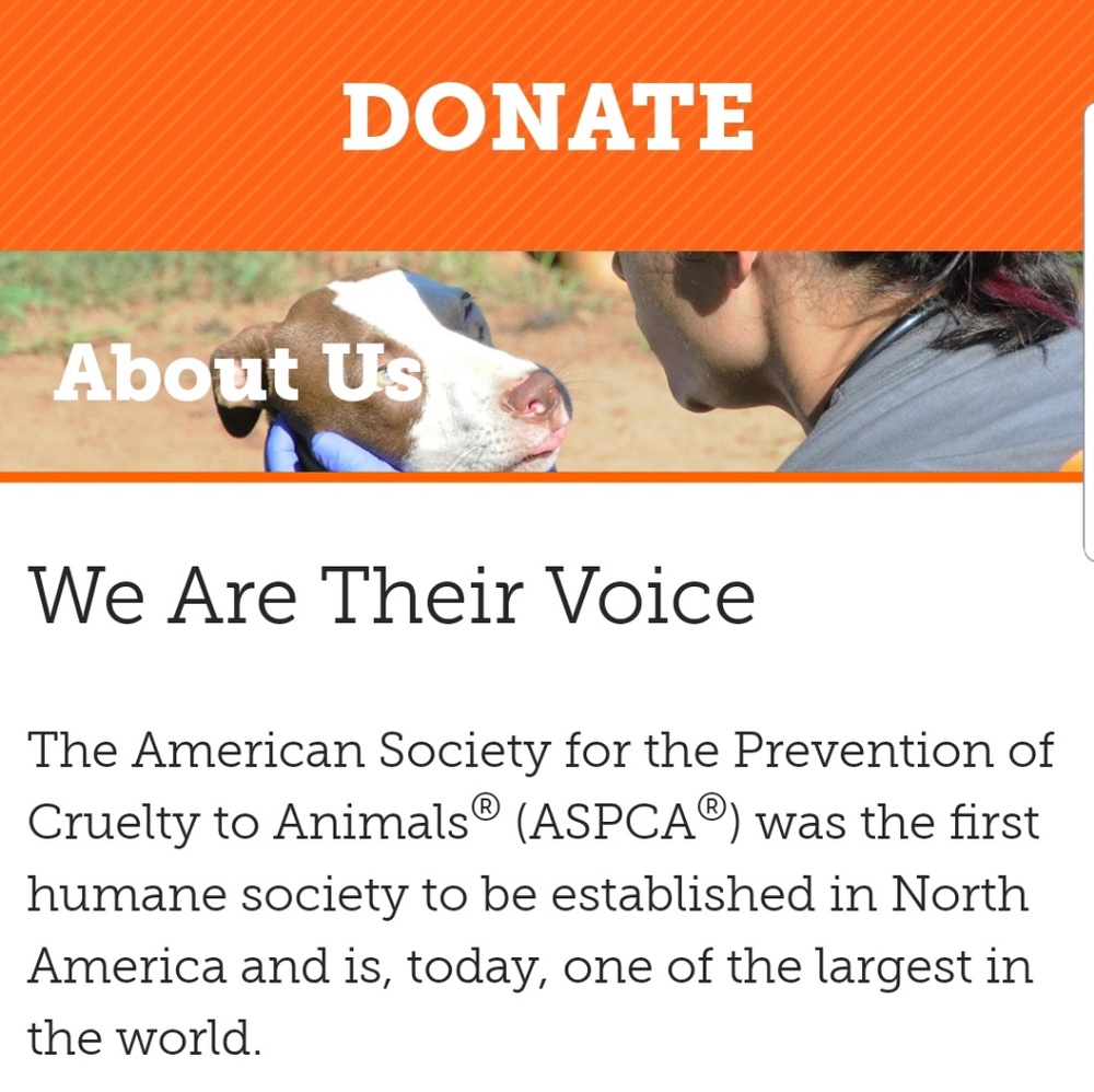 ASPCA Finding Forever Homes 🧡 - Picture 2 of 5